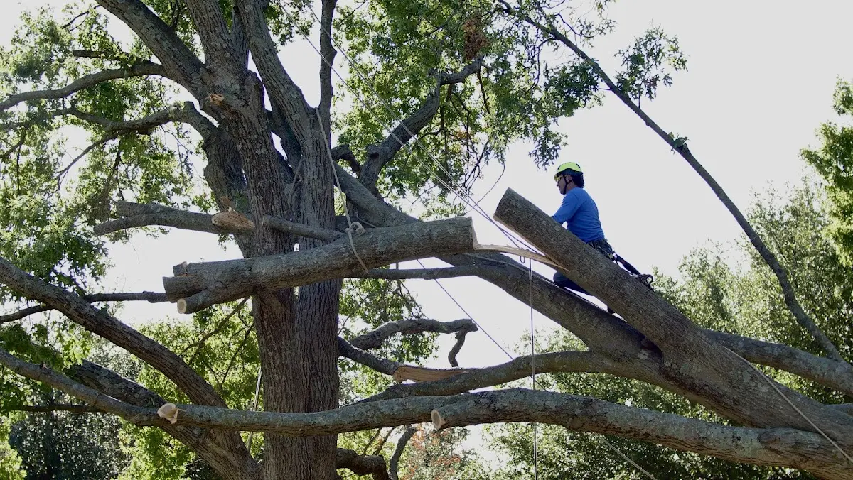 Professional Crown Thinning performed by certified arborists in Tulsa